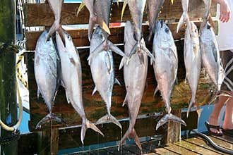 Fresh Fish