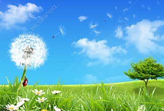 Dandelion