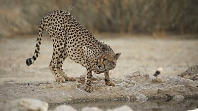 Cheetah drinking water