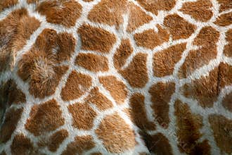 Giraffe skin texture