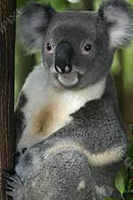Koala Bear #3