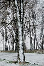 Snow on Bark