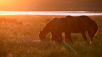 Wild mustangs graze at sunset