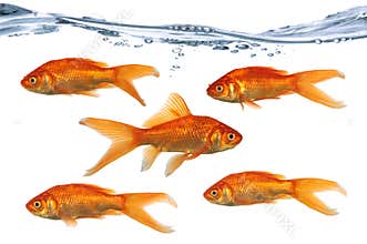 Golf Fish Swimming