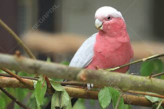 Leadbeater cockatoo
