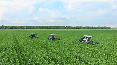 Young shoots of corn on the field in rows, a farm for growing corn, agriculture tractors parse, remove lateral young