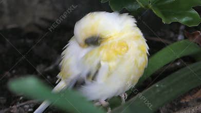 Small exotic bird
