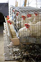 Egg Farm
