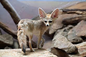 Fennec fox (Vulpes zerda).