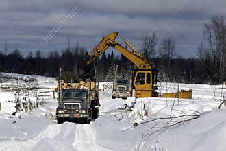 Loading spruce trees onto logging truck