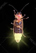 Glowing Firefly