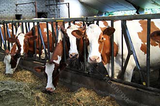 Cows are fed in the stable