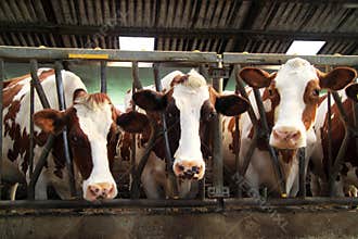 Cows are pack animals