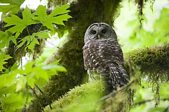Barred owl in Olympic National Park