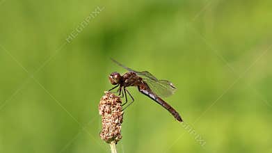 Common darter swaying in the wind, Netherlands