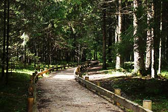 Footpath through forest