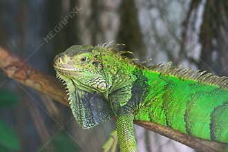 Closeup of green iguana