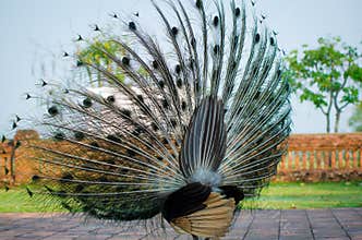 Green Peafowl of Thailand