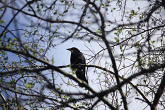 Black and white crow in tree