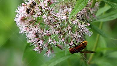 Hornet mimic hoverfly at holy rope