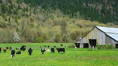 Cattle in a Field