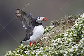Atlantic Puffin