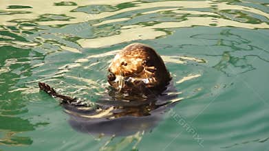 Wild Sea Otter Eats Fresh Fish Reserrection Bay Animal Wildlife