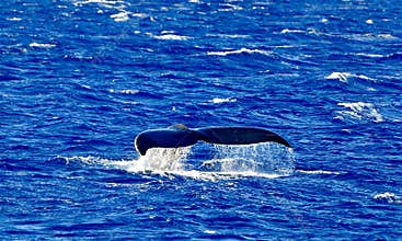 Whale Tail