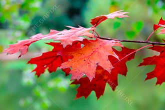 Red autumn leaves close-up, green blurry background