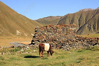 The cow in Truso gorge (Georgia)