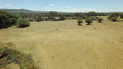Herd of goats on a field of African savannah on a hot, dry and sunny day