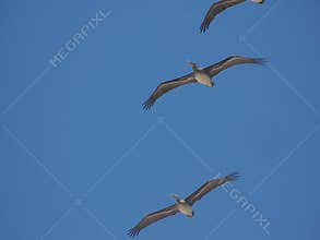 Seagull in flight