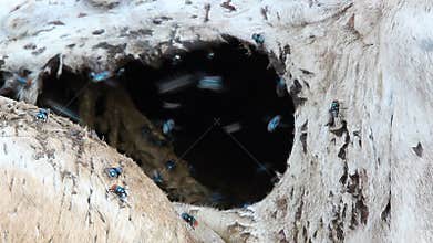 Blow flies on a carcass