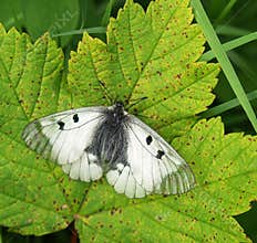 Butterfly on leaf