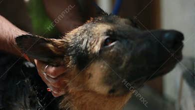 One year german shepherd male dog having a shampoo bath