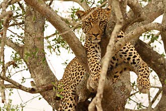 Leopard in a tree