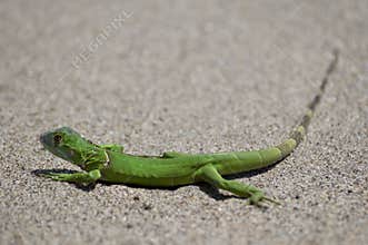 Green Amphibian