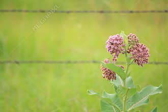 Common milkweed