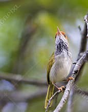 Small cutie bird