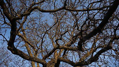 Big tree branches timelapse