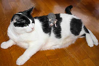 Unusual BFF pets