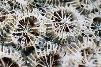 Dead Sea Coral macro