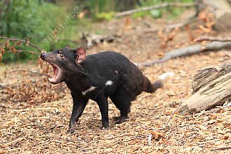 Roaring tasmanian devil