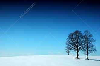 Winter wonder