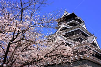 Kumamoto Castle with sakura foreground