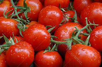 Tomatoes