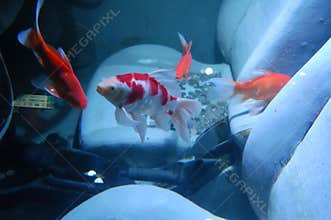 Fishes in a car