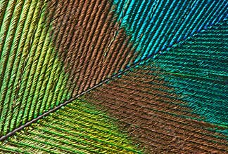 Peacock feather detail
