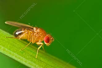 Male fruit fly on a blade of grass macro