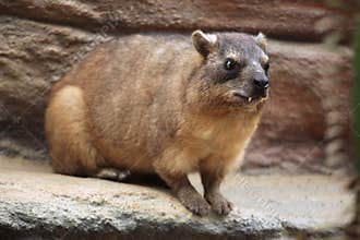 Rock hyrax (Procavia capensis).